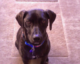 Feisty Dog Woodcrafts Chief Fiest